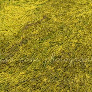 photographie d'une jolie mousse jaune verte sur l'étang de Peyriac-de-Mer.