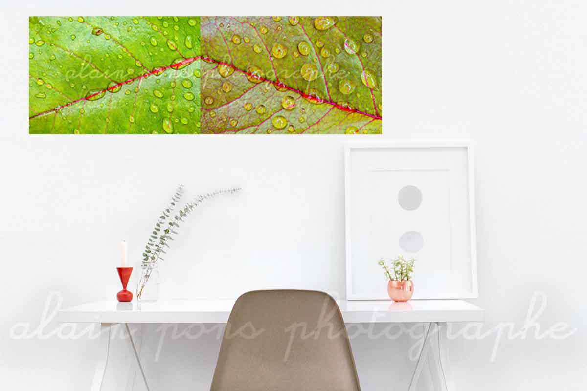 photographie au format panoramique de 2 feuilles d'arbre, une verte et une marron en symétrie, avec des gouttes d'eau. Ici en idée de décoration dans un bureau.