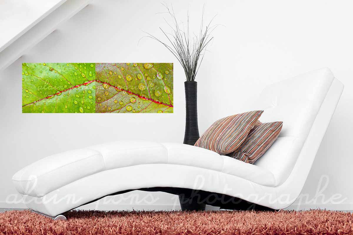 photographie au format panoramique de 2 feuilles d'arbre, une verte et une marron en symétrie, avec des gouttes d'eau. En décoration dans un salon.