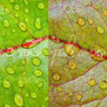 Photographie panoramique de 2 feuilles d'arbre en symétrie avec gouttes d'eau