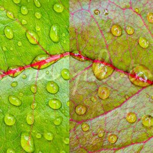 photographie au format panoramique feuilles d'arbre verte et marron en symétrie, avec des gouttes d'eau.