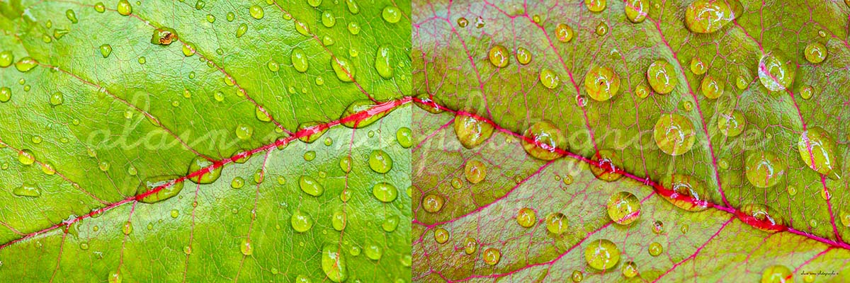 photographie au format panoramique feuilles d'arbre verte et marron en symétrie, avec des gouttes d'eau.