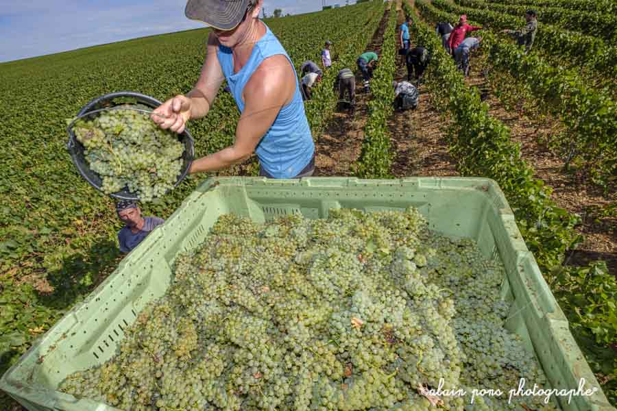 photographie d’un vendangeur vidant son seau de raisins dans une cuve, domaine du perchoir, photographie d'un vendangeur vidant son seau de raisins dans une cuve au milieu des vignes,