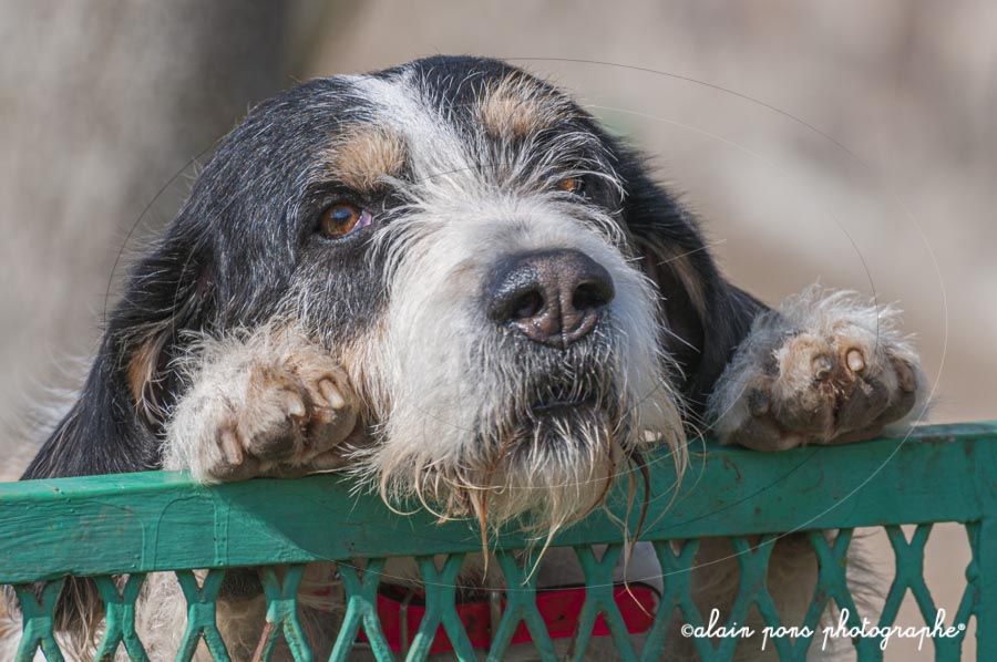 photographie d’une tête de chien avec la tête et les pattes posées sur le haut d’un portail photographie d'une tête de chien avec la tête et les pattes posées sur le haut d'un portail,