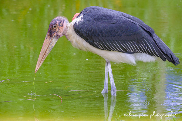 photographie d'un oiseau, le marabout d'Afrique, alain pons photographe® photographie d'un oiseau, le marabout d'Afrique, alain pons photographe®