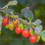 Baies de Goji sur l'arbre Lyciet en photographie
