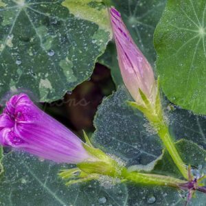 fleur Ipomée pourpre Ipomoea purpurea