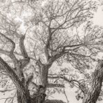 photographie l'arbre et l'écorce en Bretagne