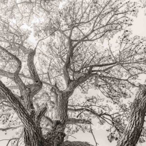 photographie l'arbre et l'écorce, en Finistère Bretagne.