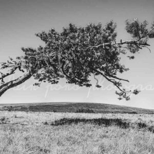photographie de l'arbre penché en plein soleil en Livradois-Forez.