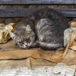 Un chat gris souris couché sur du carton