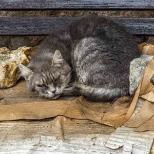 Un chat gris souris couché sur du carton, sur un banc, en Puy-de-Dôme