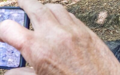 Photographie au smartphone ou reflex ou hybride ?