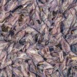 Photographie de moules en putréfaction