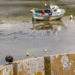 Photographie un Chouca des tours sur la Tour du Conquet,