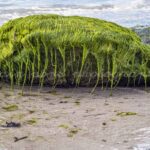 photographie un Alien chevelu, sur une plage Finistérienne