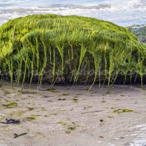 photographie d'un alien chevelu en algues,