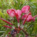 photographie de la fleur Greville rosemarine, en Finistère