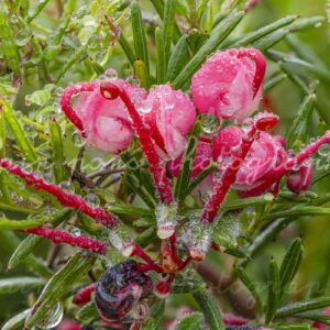 photographie de la fleur Greville Rosemarine, en macrophotographie