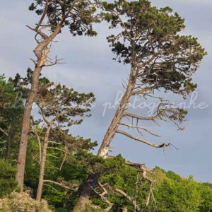 photographie le bateau et les arbres ria Le Conquet.