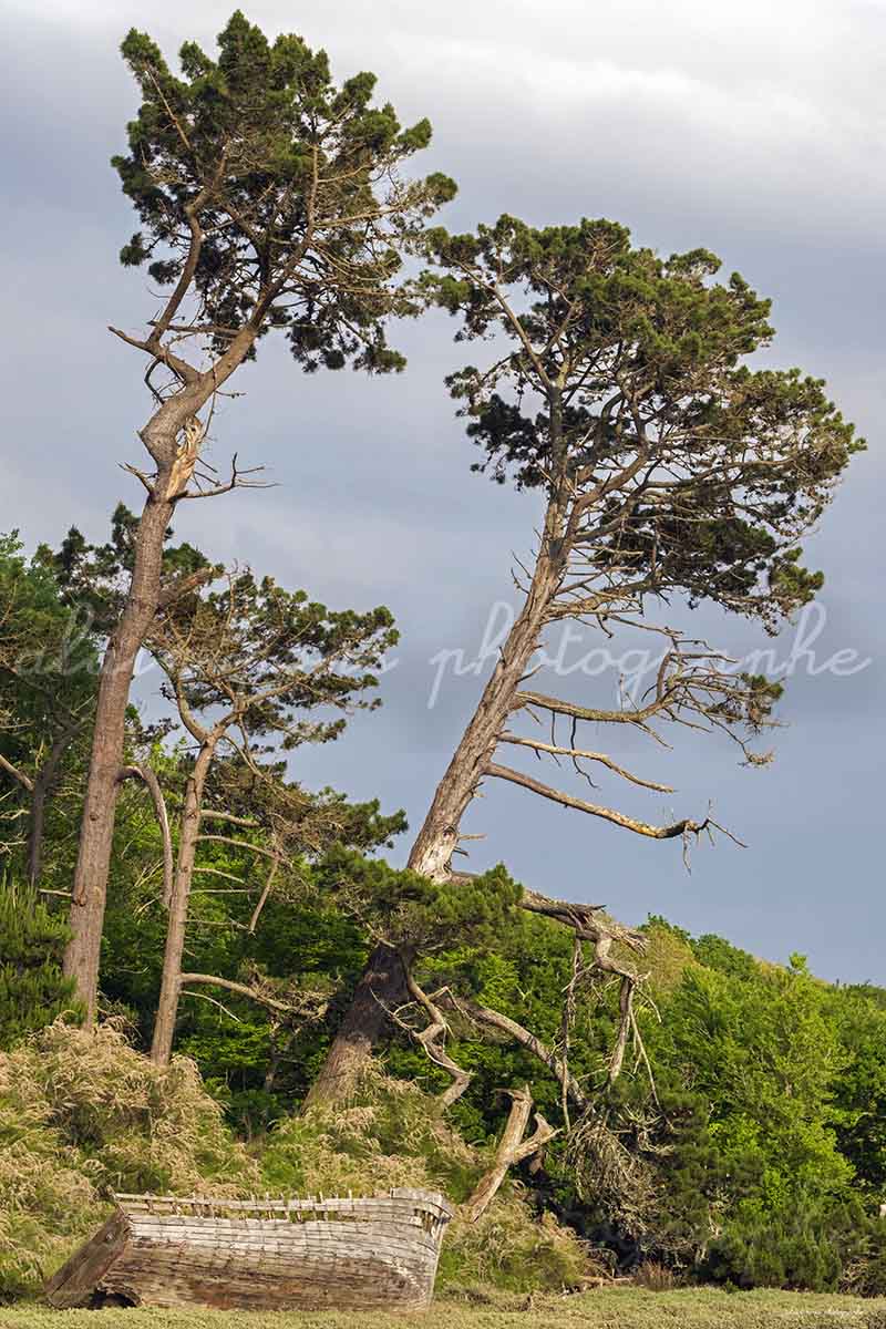 photographie le bateau et les arbres ria Le Conquet.
