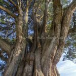 Photographie du Cyprès de Lambert à Port-la-Forêt