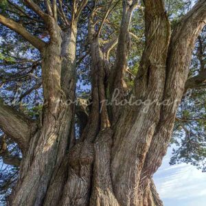 Cyprès de Lambert arbre remarquable à Port-la-Forêt