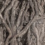 Les lianes du grand arbre de Chanat-la-Mouteyre