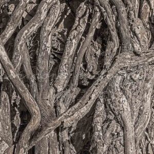 photographie les lianes du grand arbre de Chanat-la-Mouteyre 1