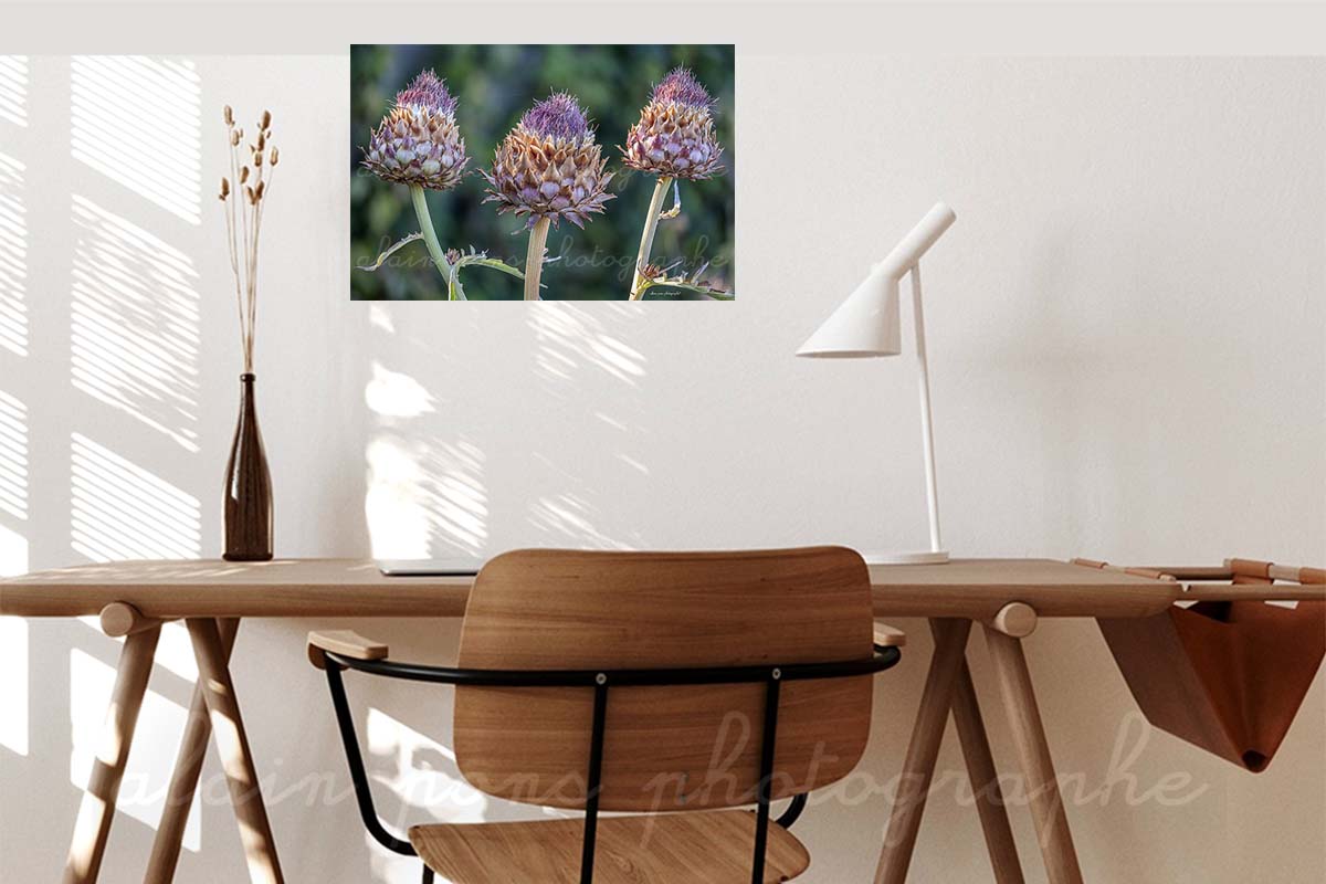 photographie artichauts les trois frères, pour décorer un bureau