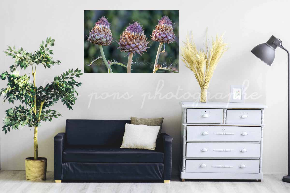 photographie artichauts les trois frères, pour décorer dans un salon