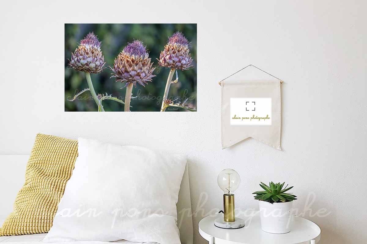 photographie artichauts les trois frères, pour décorer une chambre