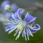 Photographie Clématite à feuilles de berce 'Stanislaus'