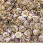 Photographie Ail, Ails, Aulx, marché de Boussac Creuse