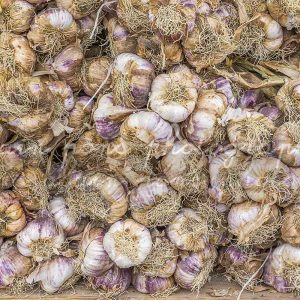 photographie Ail, ails, aulx, marché de Boussac