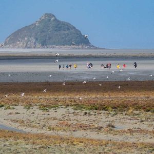 photographie de l'Ilot de Tombelaine avec des oiseaux en vol et des promeneurs, depuis la baie à marée basse.