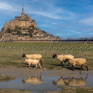 Photographie du Mont-Saint-Michel avec des moutons au premier plan et le pont passerelle sous un grand soleil et ciel bleu,