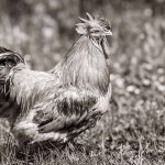 photographie de Bernard, le Coq