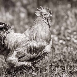 photographie de Bernard, le Coq, en noir et blanc, un coq Français, en balade dans son pré.