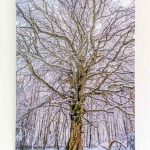 Hêtre nu blanc en Forêt d'Allagnat