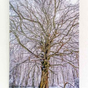 photographie hêtre nu en forêt d'Allagnat, en déstockage, format 40cm x 60cm, aspect brillant, présentée ici accrochée à un mur blanc
