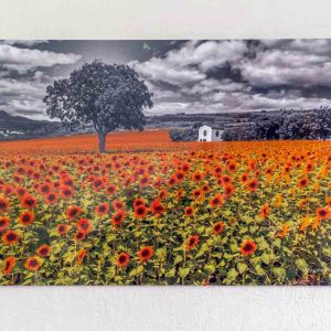 Photographie un champ de Tournesols rouges, sur support aluminium, au format 60cm x 40cm, aspect brillant