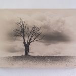 photographie d'un orme mort en déstockage