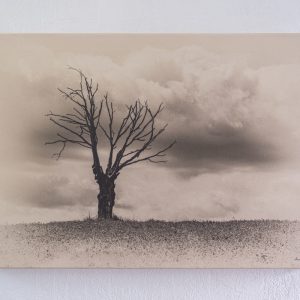 photographie d'un orme mort en Corrèze, en déstockage. Format 60cm x 40cm, impression sur toile