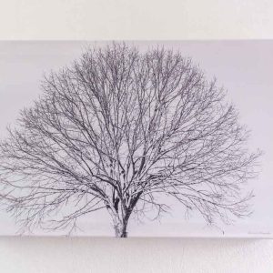 photographie arbre rond en rendu infrarouge, en déstockage, format 60cm x 40cm, impression toile, cadre bois 4cm