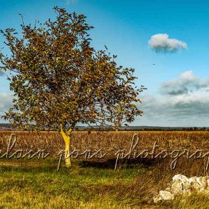 photographie champ rochers arbres nuages oiseaux à Charroux, Allier
