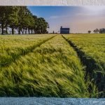 Champ de blé vert et silo à Charroux, déstockage