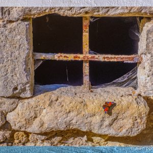 Photographie papillon, fenêtre avec des barreaux à Charroux, Allier.