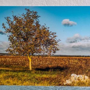 photographie rochers arbre champ oiseaux en vol à Charroux, Allier, en déstockage
