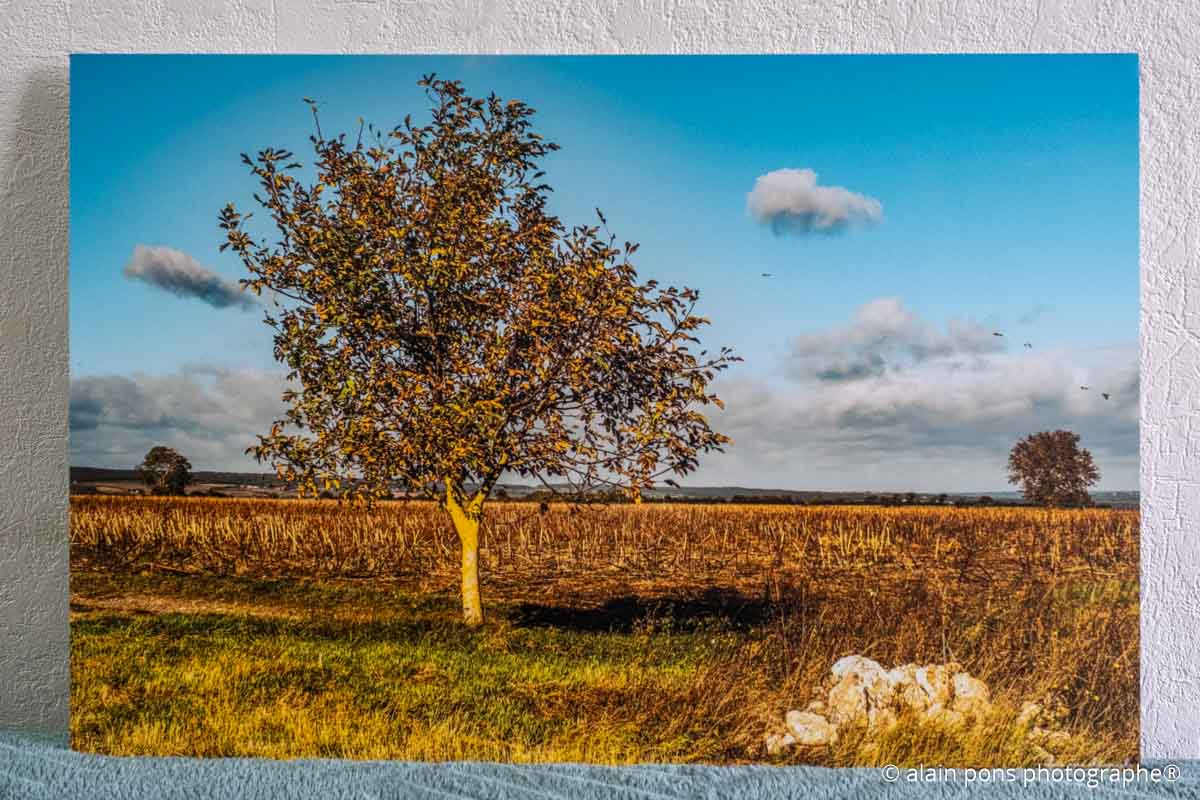 photographie rochers arbre champ oiseaux en vol à Charroux, Allier, en déstockage
